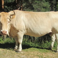 La Mesa de Cebollera (211)